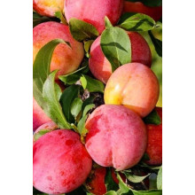 Слива диплоїдна ‘Роял Руж’|Prunus domestica ‘Royal Rouge’|Слива диплоидная ‘Роял Руж’