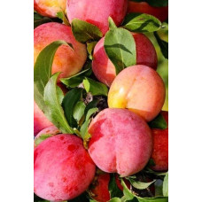Слива диплоїдна ‘Роял Руж’|Prunus domestica ‘Royal Rouge’|Слива диплоидная ‘Роял Руж’
