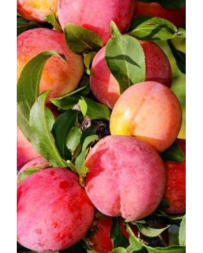 Слива диплоїдна ‘Роял Руж’|Prunus domestica ‘Royal Rouge’|Слива диплоидная ‘Роял Руж’