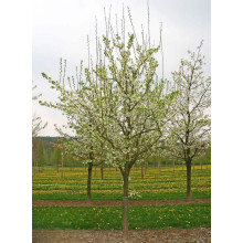 Слива диплоїдна ‘Роял Руж’|Prunus domestica ‘Royal Rouge’|Слива диплоидная ‘Роял Руж’