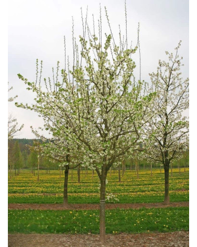 Слива диплоїдна ‘Роял Руж’|Prunus domestica ‘Royal Rouge’|Слива диплоидная ‘Роял Руж’