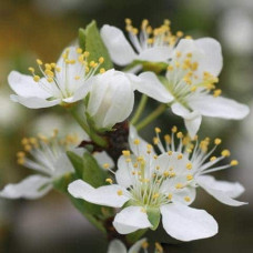 Слива диплоїдна ‘Роял Руж’|Prunus domestica ‘Royal Rouge’|Слива диплоидная ‘Роял Руж’