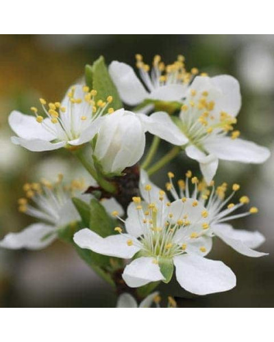 Слива диплоїдна ‘Роял Руж’|Prunus domestica ‘Royal Rouge’|Слива диплоидная ‘Роял Руж’