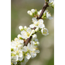Слива диплоїдна ‘Роял Руж’|Prunus domestica ‘Royal Rouge’|Слива диплоидная ‘Роял Руж’