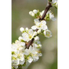 Слива диплоїдна ‘Роял Руж’|Prunus domestica ‘Royal Rouge’|Слива диплоидная ‘Роял Руж’