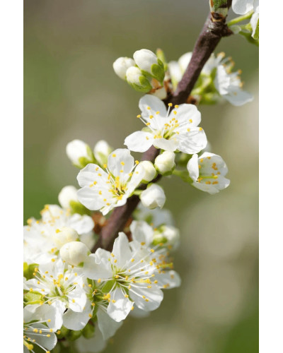 Слива диплоїдна ‘Роял Руж’|Prunus domestica ‘Royal Rouge’|Слива диплоидная ‘Роял Руж’