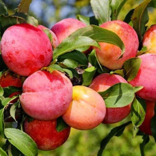 Слива диплоїдна ‘Роял Руж’|Prunus domestica ‘Royal Rouge’|Слива диплоидная ‘Роял Руж’