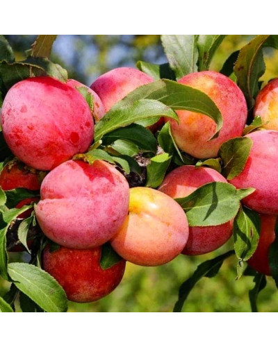 Слива диплоїдна ‘Роял Руж’|Prunus domestica ‘Royal Rouge’|Слива диплоидная ‘Роял Руж’