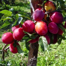 Слива диплоїдна ‘Роял Руж’|Prunus domestica ‘Royal Rouge’|Слива диплоидная ‘Роял Руж’