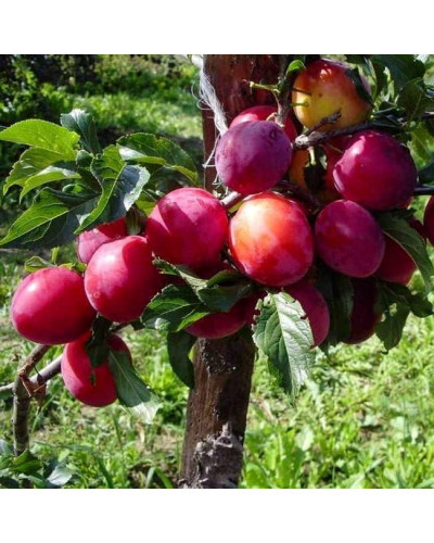 Слива диплоїдна ‘Роял Руж’|Prunus domestica ‘Royal Rouge’|Слива диплоидная ‘Роял Руж’