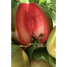 Плуот ‘Черрікос’ (гібрид абрикоса і аличі)|Pluot ‘Cherricos’|Плуот ‘Черрикос’ (гибрид абрикоса и алычи)