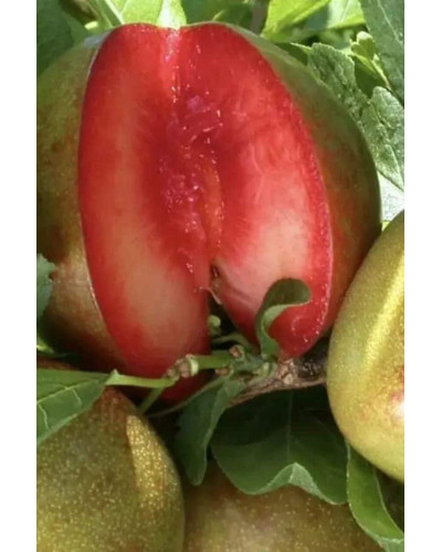 Плуот ‘Черрікос’ (гібрид абрикоса і аличі)|Pluot ‘Cherricos’|Плуот ‘Черрикос’ (гибрид абрикоса и алычи)