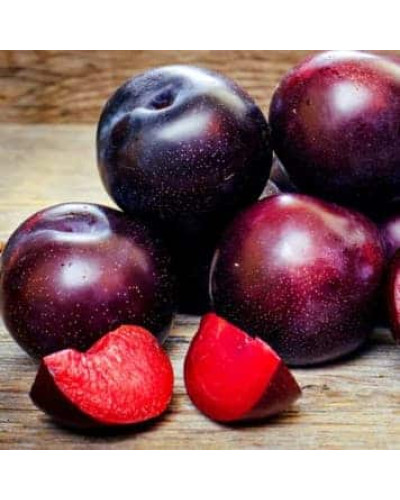 Плуот ‘Черрікос’ (гібрид абрикоса і аличі)|Pluot ‘Cherricos’|Плуот ‘Черрикос’ (гибрид абрикоса и алычи)
