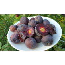 Плуот ‘Черрікос’ (гібрид абрикоса і аличі)|Pluot ‘Cherricos’|Плуот ‘Черрикос’ (гибрид абрикоса и алычи)