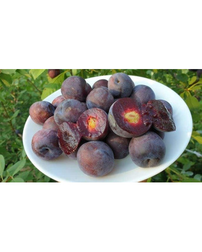 Плуот ‘Черрікос’ (гібрид абрикоса і аличі)|Pluot ‘Cherricos’|Плуот ‘Черрикос’ (гибрид абрикоса и алычи)