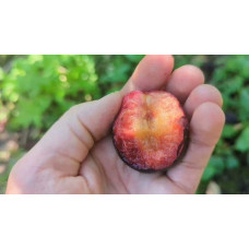 Плуот ‘Черрікос’ (гібрид абрикоса і аличі)|Pluot ‘Cherricos’|Плуот ‘Черрикос’ (гибрид абрикоса и алычи)