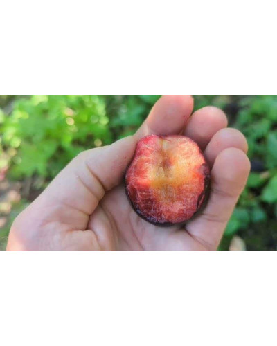 Плуот ‘Черрікос’ (гібрид абрикоса і аличі)|Pluot ‘Cherricos’|Плуот ‘Черрикос’ (гибрид абрикоса и алычи)