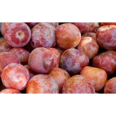 Плуот ‘Черрікос’ (гібрид абрикоса і аличі)|Pluot ‘Cherricos’|Плуот ‘Черрикос’ (гибрид абрикоса и алычи)