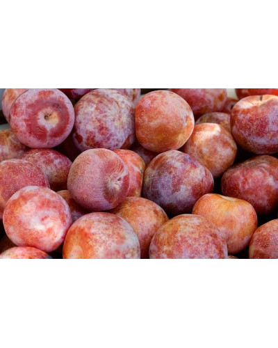 Плуот ‘Черрікос’ (гібрид абрикоса і аличі)|Pluot ‘Cherricos’|Плуот ‘Черрикос’ (гибрид абрикоса и алычи)