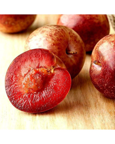 Плуот ‘Черрікос’ (гібрид абрикоса і аличі)|Pluot ‘Cherricos’|Плуот ‘Черрикос’ (гибрид абрикоса и алычи)
