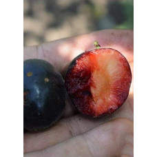Плуот ‘Черрікос’ (гібрид абрикоса і аличі)|Pluot ‘Cherricos’|Плуот ‘Черрикос’ (гибрид абрикоса и алычи)