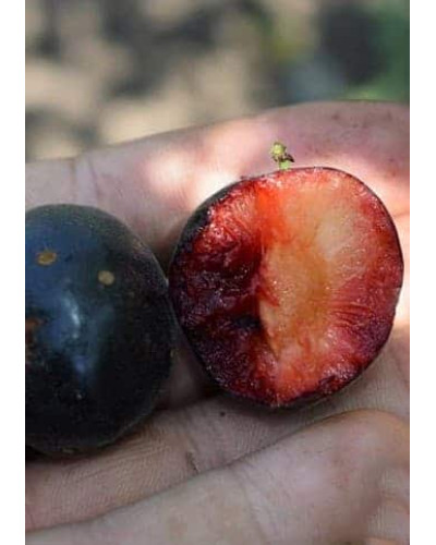 Плуот ‘Черрікос’ (гібрид абрикоса і аличі)|Pluot ‘Cherricos’|Плуот ‘Черрикос’ (гибрид абрикоса и алычи)