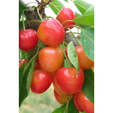 Черешня колоновидна ‘Мертон Глорі’|Prunus avium ‘Merton Glory’|Черешня колоновидная ‘Мертон Глори’