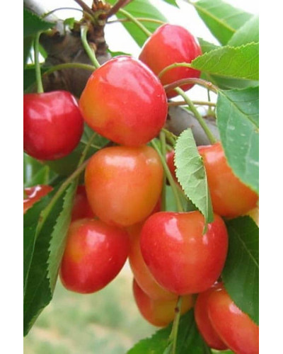 Черешня колоновидна ‘Мертон Глорі’|Prunus avium ‘Merton Glory’|Черешня колоновидная ‘Мертон Глори’