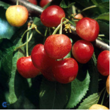 Черешня колоновидна ‘Мертон Глорі’|Prunus avium ‘Merton Glory’|Черешня колоновидная ‘Мертон Глори’