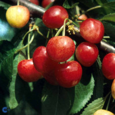 Черешня колоновидна ‘Мертон Глорі’|Prunus avium ‘Merton Glory’|Черешня колоновидная ‘Мертон Глори’