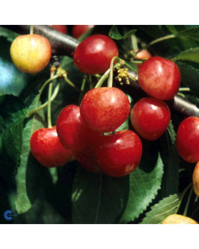 Черешня колоновидна ‘Мертон Глорі’|Prunus avium ‘Merton Glory’|Черешня колоновидная ‘Мертон Глори’
