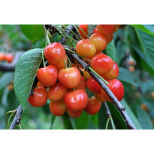 Черешня колоновидна ‘Мертон Глорі’|Prunus avium ‘Merton Glory’|Черешня колоновидная ‘Мертон Глори’