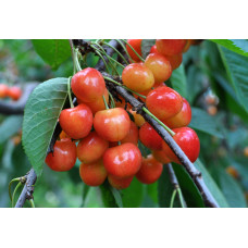 Черешня колоновидна ‘Мертон Глорі’|Prunus avium ‘Merton Glory’|Черешня колоновидная ‘Мертон Глори’