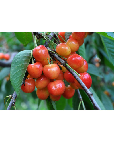 Черешня колоновидна ‘Мертон Глорі’|Prunus avium ‘Merton Glory’|Черешня колоновидная ‘Мертон Глори’