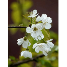 Черешня колоновидна ‘Мертон Глорі’|Prunus avium ‘Merton Glory’|Черешня колоновидная ‘Мертон Глори’
