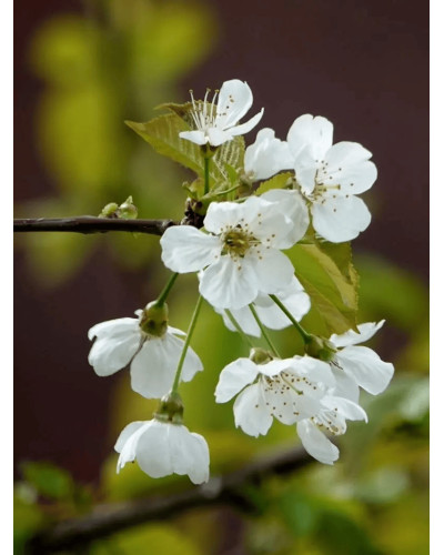 Черешня колоновидна ‘Мертон Глорі’|Prunus avium ‘Merton Glory’|Черешня колоновидная ‘Мертон Глори’