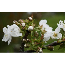 Черешня колоновидна ‘Мертон Глорі’|Prunus avium ‘Merton Glory’|Черешня колоновидная ‘Мертон Глори’