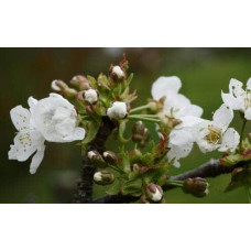 Черешня колоновидна ‘Мертон Глорі’|Prunus avium ‘Merton Glory’|Черешня колоновидная ‘Мертон Глори’