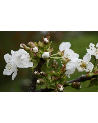 Черешня колоновидна ‘Мертон Глорі’|Prunus avium ‘Merton Glory’|Черешня колоновидная ‘Мертон Глори’