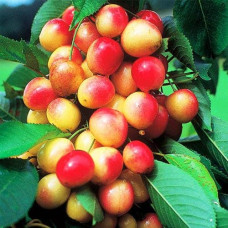 Черешня колоновидна ‘Мертон Глорі’|Prunus avium ‘Merton Glory’|Черешня колоновидная ‘Мертон Глори’