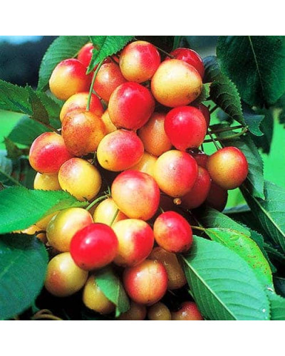 Черешня колоновидна ‘Мертон Глорі’|Prunus avium ‘Merton Glory’|Черешня колоновидная ‘Мертон Глори’