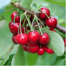 Черешня колоновидна ‘Мертон Глорі’|Prunus avium ‘Merton Glory’|Черешня колоновидная ‘Мертон Глори’