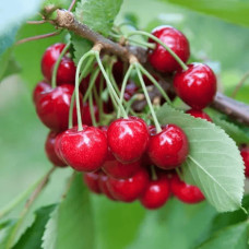 Черешня колоновидна ‘Мертон Глорі’|Prunus avium ‘Merton Glory’|Черешня колоновидная ‘Мертон Глори’