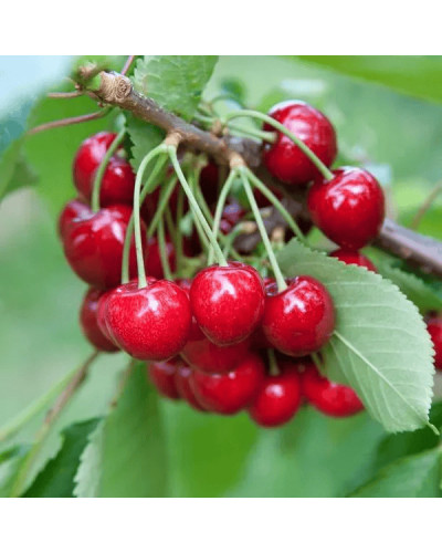 Черешня колоновидна ‘Мертон Глорі’|Prunus avium ‘Merton Glory’|Черешня колоновидная ‘Мертон Глори’