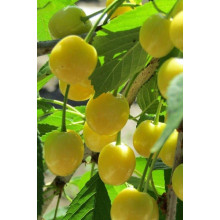 Черешня Мрії Імператора (середня) | Prunus avium Emperor`s Dreams (middle) | Черешня Мечты Императора (средняя)