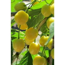 Черешня Мрії Імператора (середня) | Prunus avium Emperor`s Dreams (middle) | Черешня Мечты Императора (средняя)