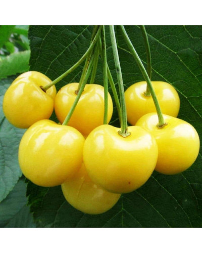 Черешня Мрії Імператора (середня) | Prunus avium Emperor`s Dreams (middle) | Черешня Мечты Императора (средняя)