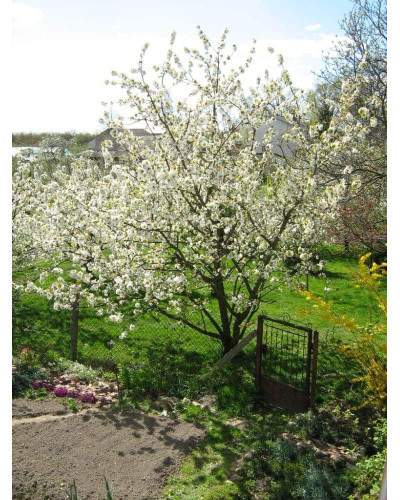 Черешня Мрії Імператора (середня) | Prunus avium Emperor`s Dreams (middle) | Черешня Мечты Императора (средняя)