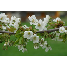 Черешня Мрії Імператора (середня) | Prunus avium Emperor`s Dreams (middle) | Черешня Мечты Императора (средняя)