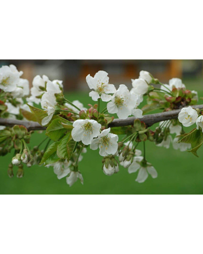 Черешня Мрії Імператора (середня) | Prunus avium Emperor`s Dreams (middle) | Черешня Мечты Императора (средняя)